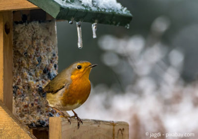Helfen Sie den Vögeln mit einem kleinen Häuschen und etwas Futter über einen strengen Winter