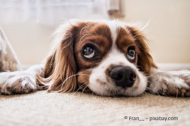 Auch wenn Sie ein Haustier haben, sollten Sie sich einen pflegeleichten Teppich anschaffen