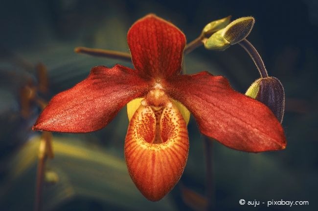 Orchideen gibt es in den exotischsten Ausprägungen