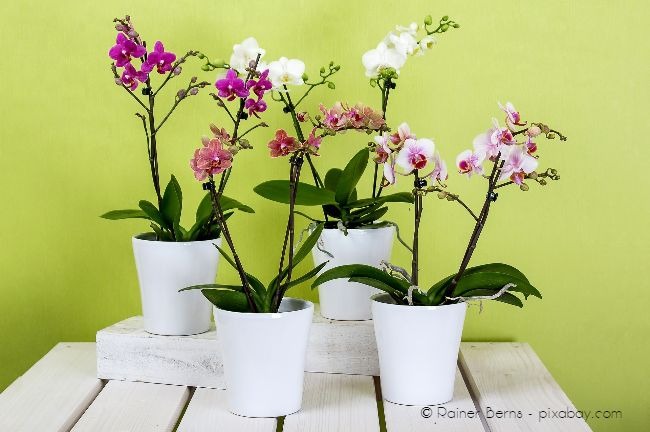 Für Orchideen gibt es spezielle Übertöpfe, die Staunässe verhindern