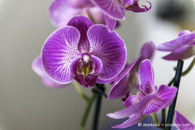 Orchideen sollten Sie besonders im Winter nur sparsam gießen