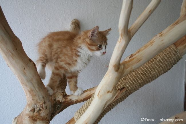 Eine Katze sollte in einer Wohnung ausreichend Möglichkeiten zum Klettern und Kratzen bekommen.