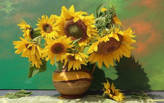 Sonnenblumen in rustikalen Vasen eignen sich sehr gut zur Dekoration.
